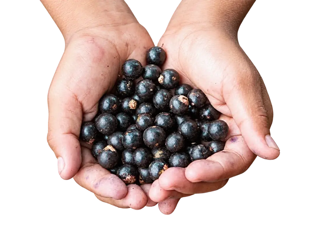 Cupped hands holding freshly harvested açaí berries