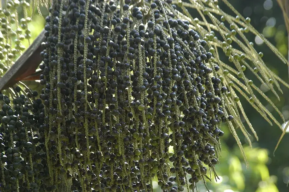 Dark açaí berries hanging in dense bunches from a palm.