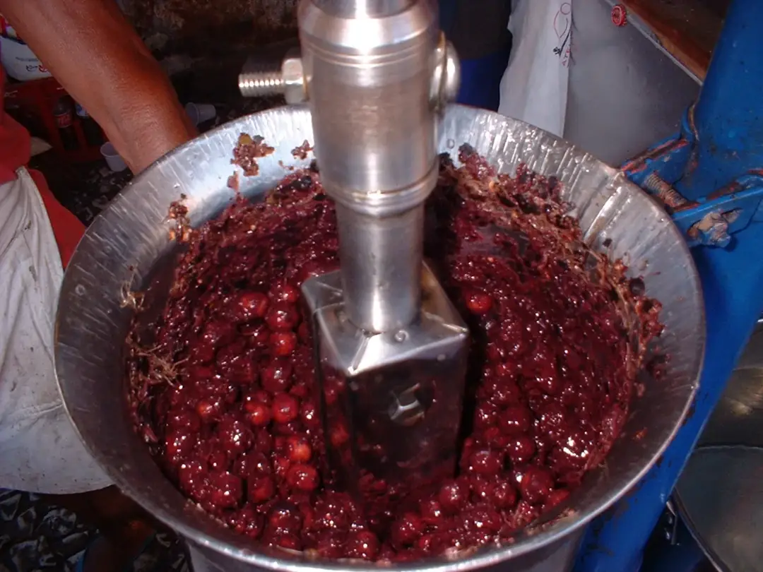 Açaí fruit being pulped in a metal extraction machine in Belém.